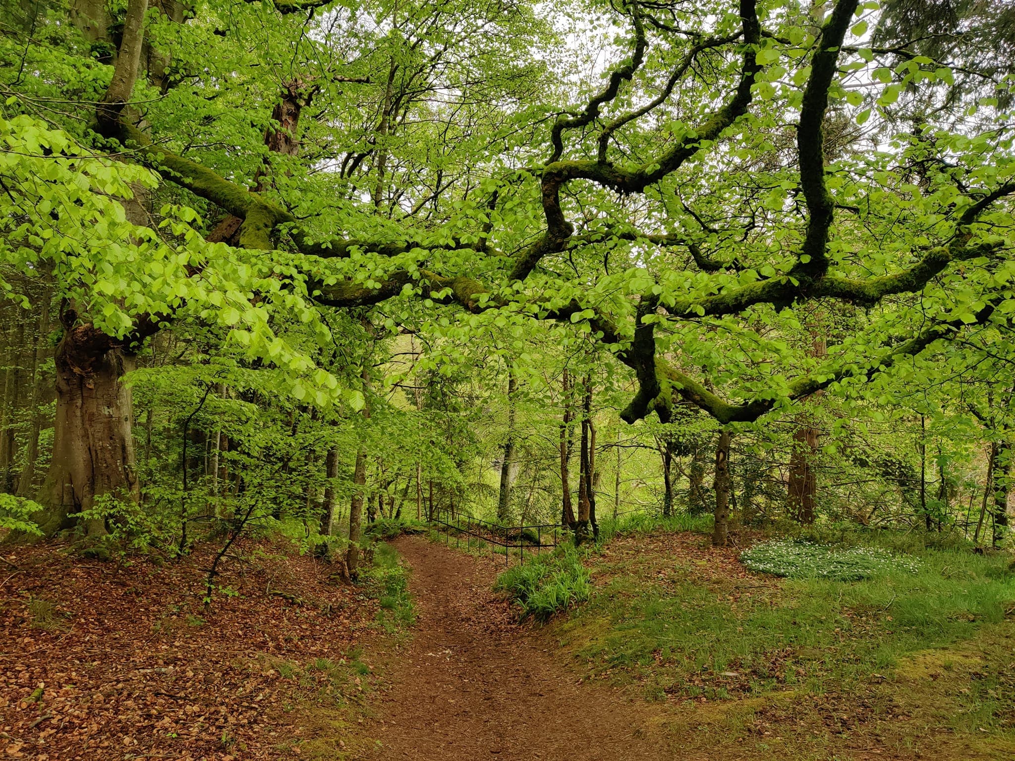 The forests of Lanarkshire, South Glasgow