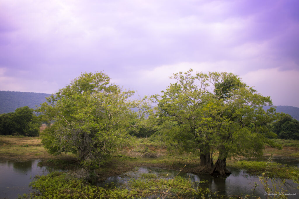 Purple Sky